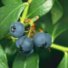 BLUEBERRY