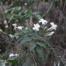 JASMINE