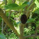 MULBERRY