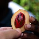 NUTMEG