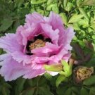 PEONY & TULIP
