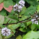 PEPPERMINT