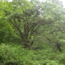 PINE FOREST