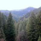 PINE MOUNTAIN