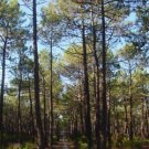 PINE NEEDLES