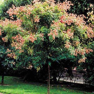 RAIN TREE