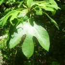 SASSAFRAS