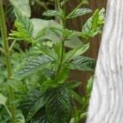 SPEARMINT
