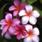 FLORAL TRIPLE
