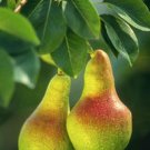 SPICED PEAR
