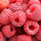 SUN RIPENED RASPBERRY