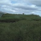 SWEET GRASS