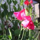 SWEET PEA