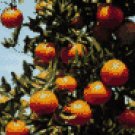 TANGERINE DREAMS