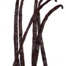 VANILLA BEAN