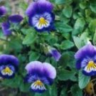 VIOLETS