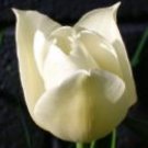 WHITE LILAC