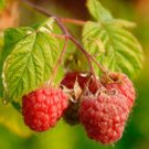 WILD BERRIES