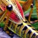 GRASSHOPPERS SWEETIE