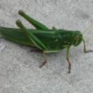 WET GRASSHOPPER