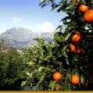 ORANGE CLOVE
