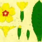 PRIMROSE