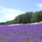 VANILLA LAVENDER