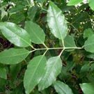 VANILLA SANDALWOOD