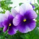 VIOLETS