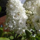 WHITE LILAC