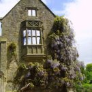 WISTERIA
