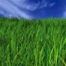 SWEET GRASS
