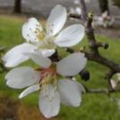 SWEET ALMOND