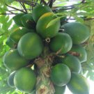 STRAWBERRY PAPAYA