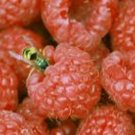 SPICED RASBERRY