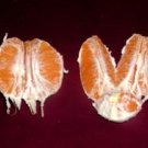SPICED ORANGE