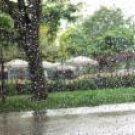 RAIN TREE