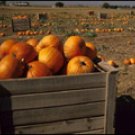 PUMPKIN HARVEST