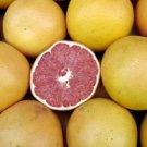 PINK GRAPEFRUIT