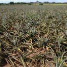 PINEAPPLE VERBINA