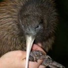 KIWI