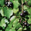 MUSCADINE