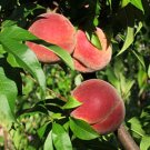 INDIANA PEACHES