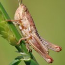 GRASSHOPPER