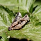 GRASSHOPPERS SWEETIE