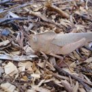 WET GRASSHOPPER