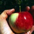 GOLDEN DELICIOUS APPLE
