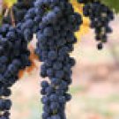 CONCORD GRAPE