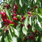 CHERRY