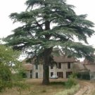 CEDAR